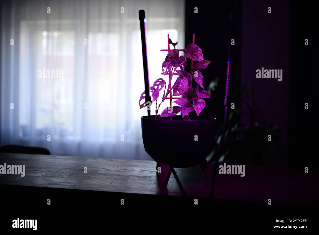 i fitolampi illuminano le piante in vaso su uno scaffale in una stanza Foto Stock