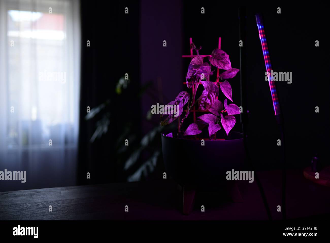 i fitolampi illuminano le piante in vaso su uno scaffale in una stanza Foto Stock