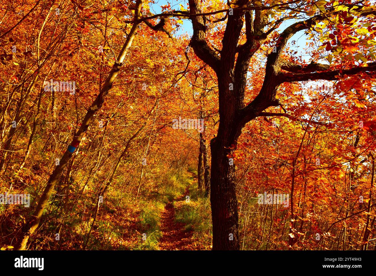 Sentiero che conduce attraverso una foresta autunnale di colore rosso arancione con un albero di quercia (Quercus pubescens) Foto Stock