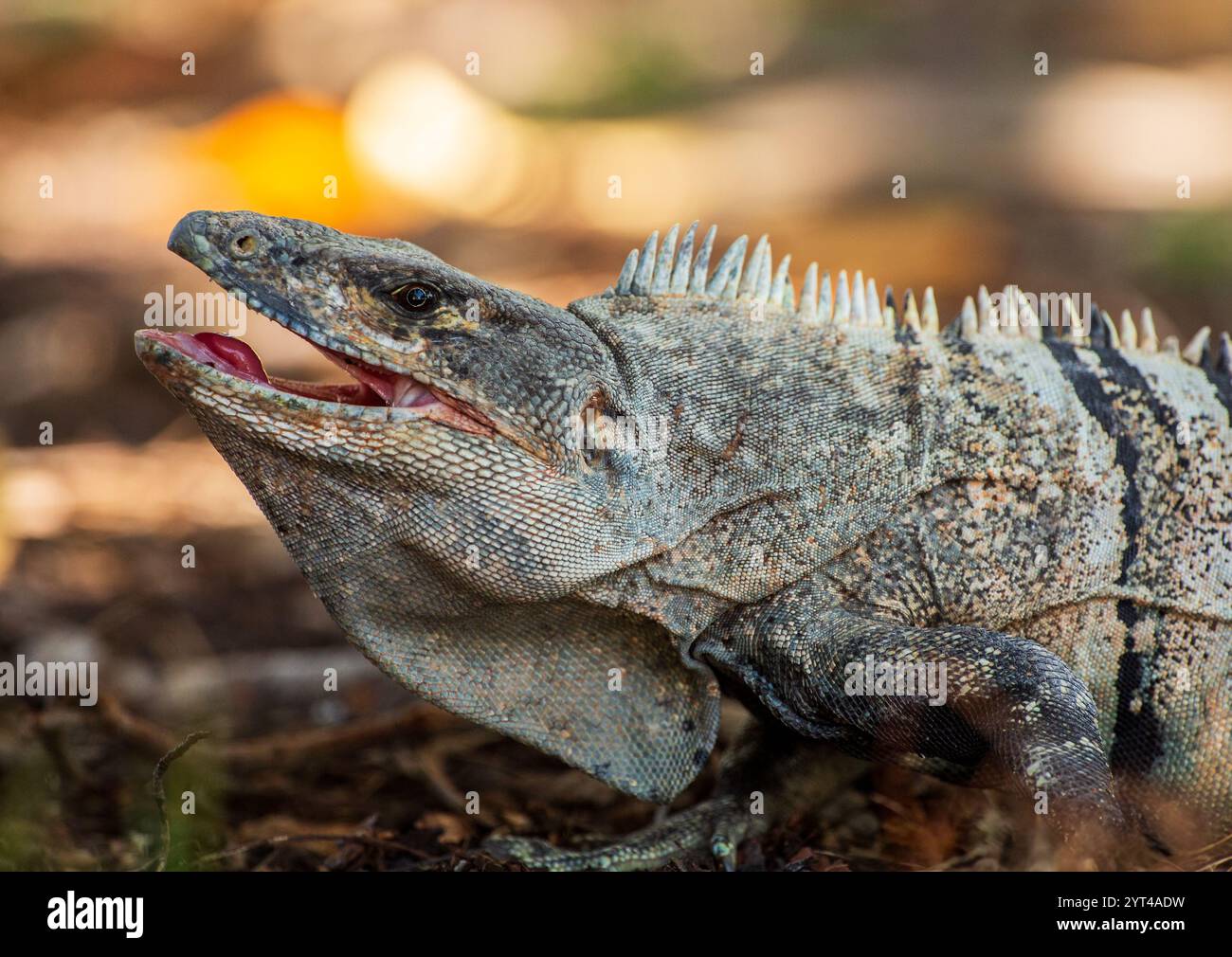 Primo piano di Iguana, Key Biscayne. Florida Foto Stock