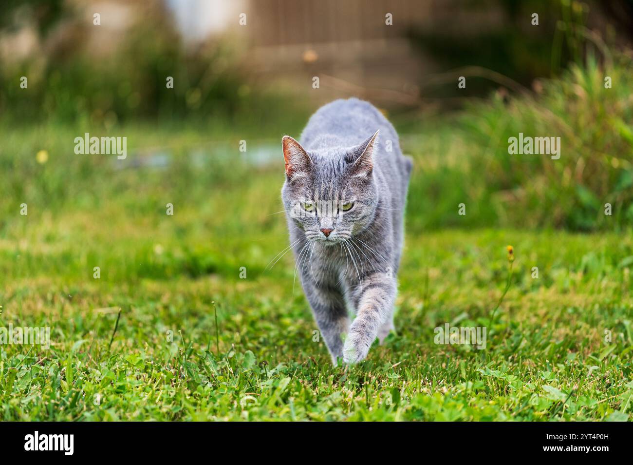 Gatto grigio che cammina all'aperto su erba verde, sembra a fuoco, guarda la fotocamera Foto Stock