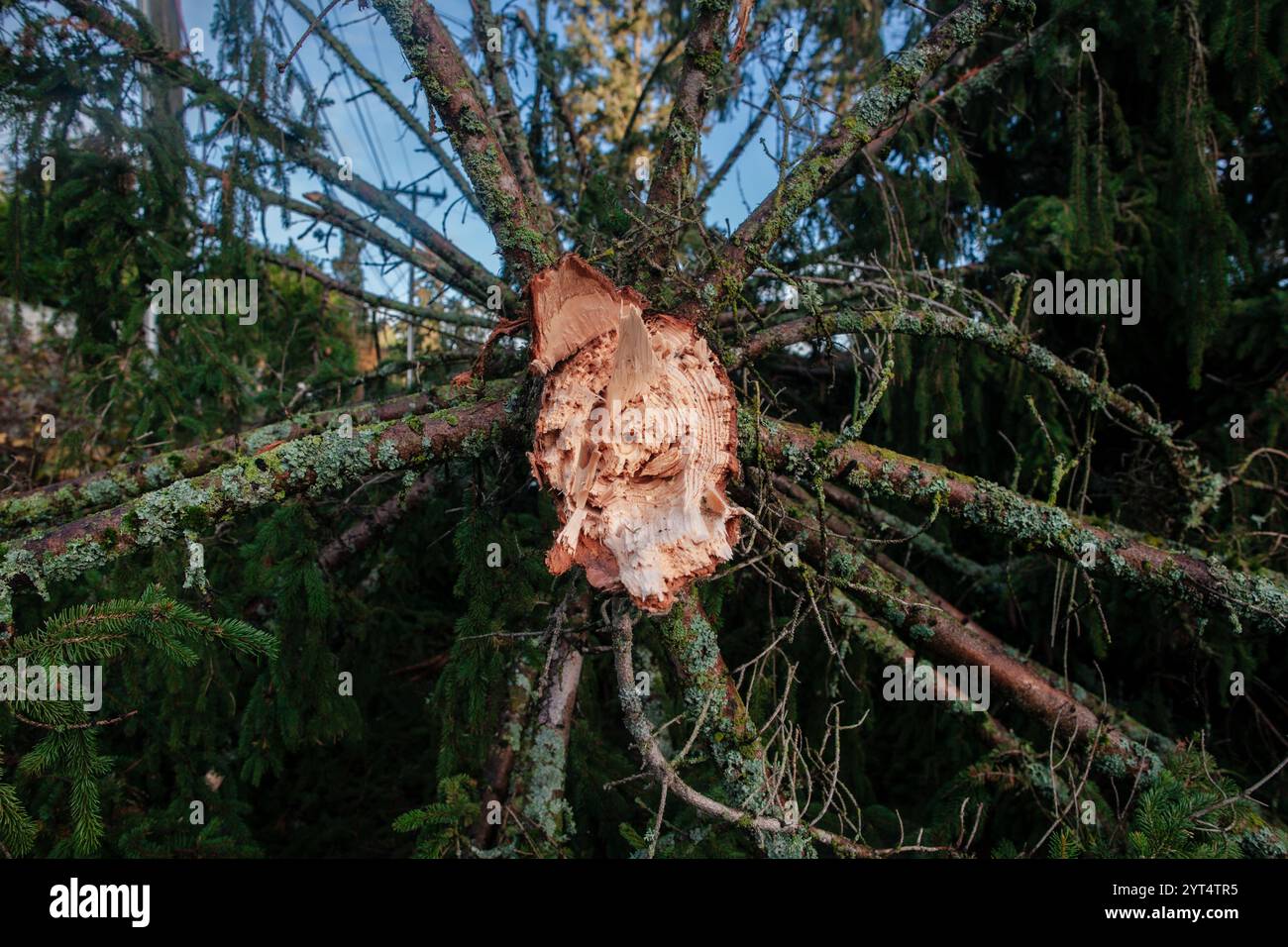 Albero caduto dal ciclone della bomba Foto Stock