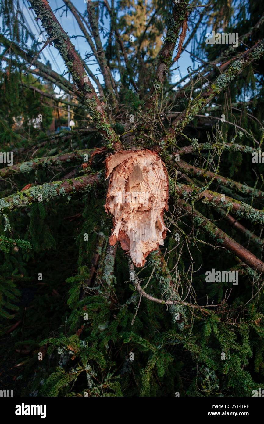 Albero caduto dal ciclone della bomba Foto Stock