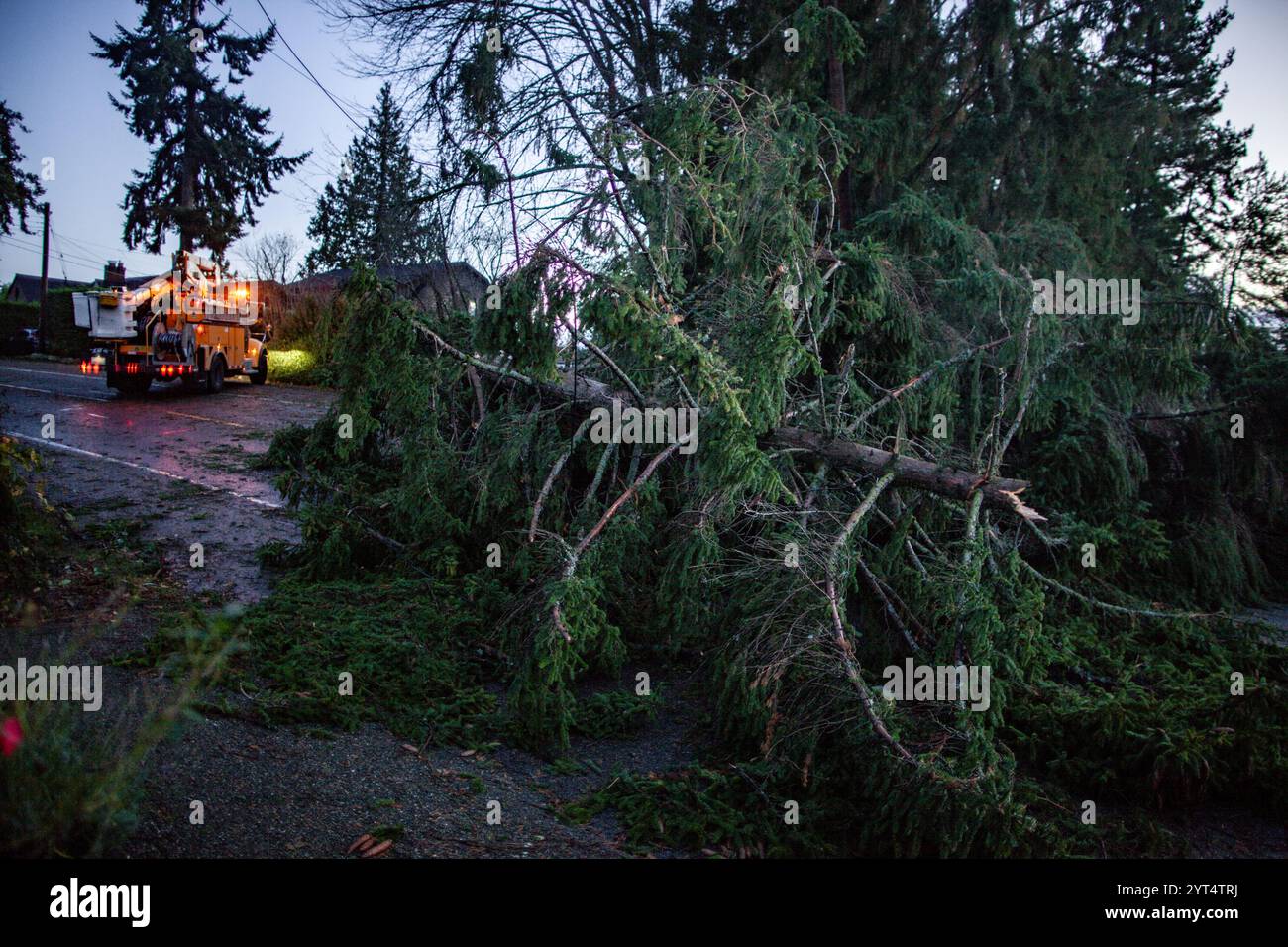 Caduta di alberi che bloccano la strada dopo la tempesta di vento Foto Stock