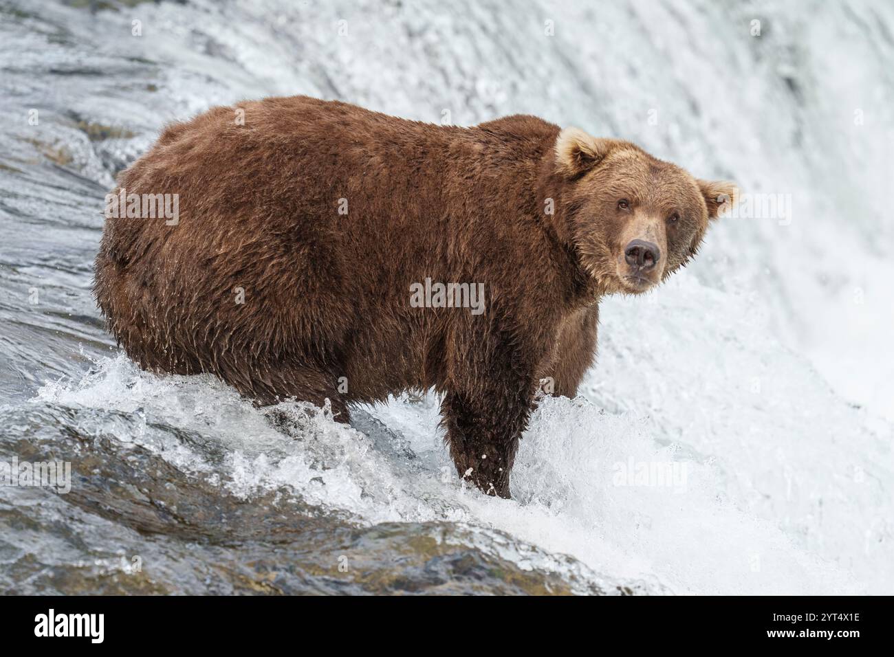 FAT Bear Grizzly Brooks Falls Katmai Foto Stock