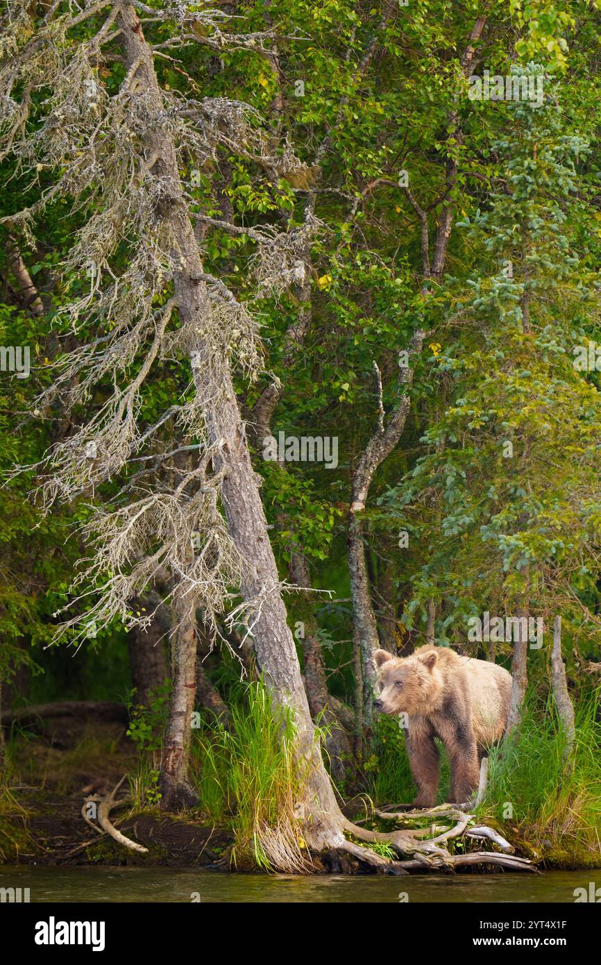 Grizzly Bear che emerge da Forest Vertical Foto Stock