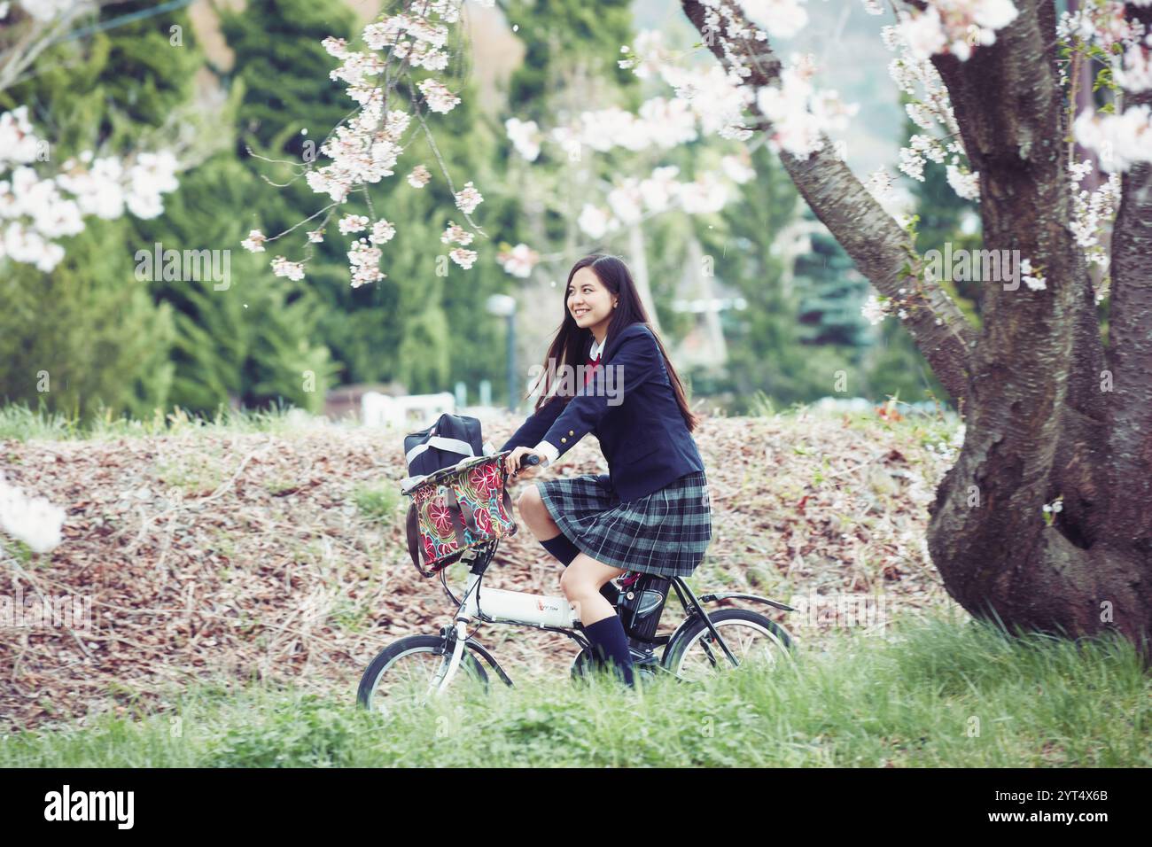 Liceale che va in bicicletta lungo una fila di alberi di ciliegio in fiore Foto Stock