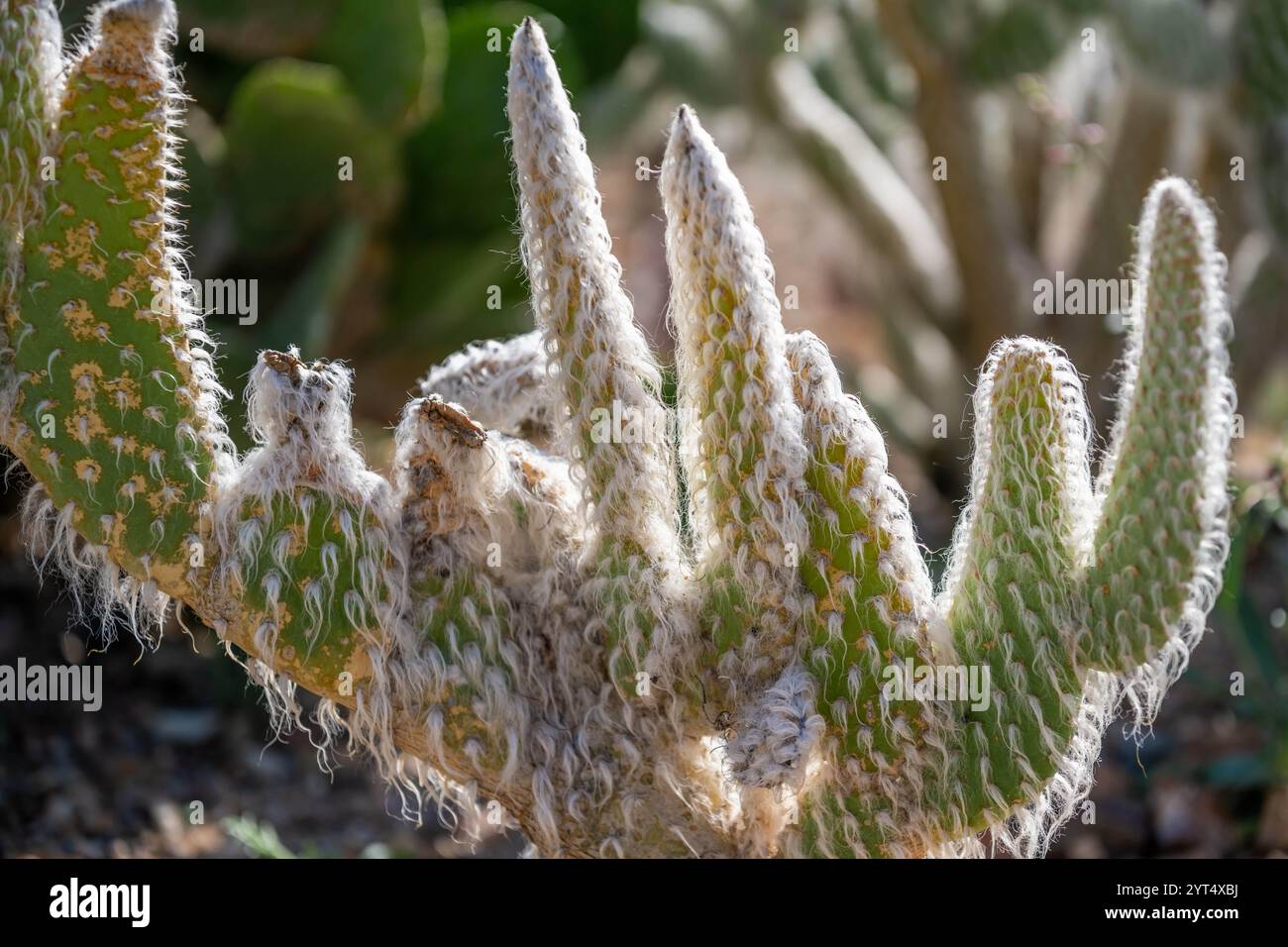 Una pianta spinosa di cactus selvatico a Tucson, Arizona Foto Stock