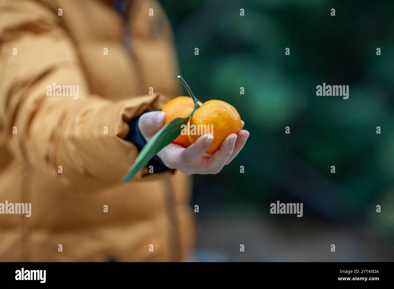 Mandarini nelle mani di persona in giacca invernale arancione Foto Stock