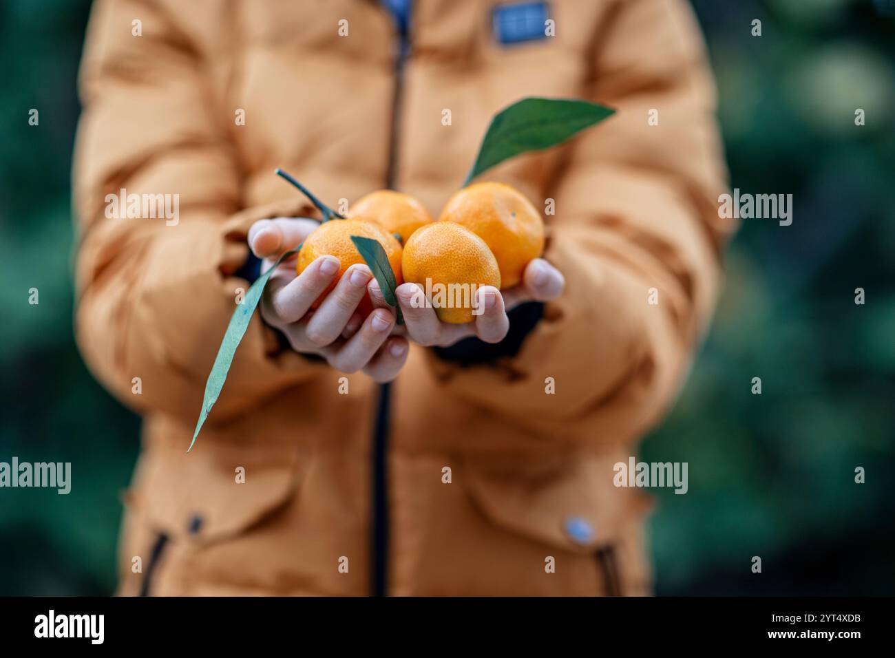 Mandarini nelle mani di persona in giacca invernale arancione Foto Stock