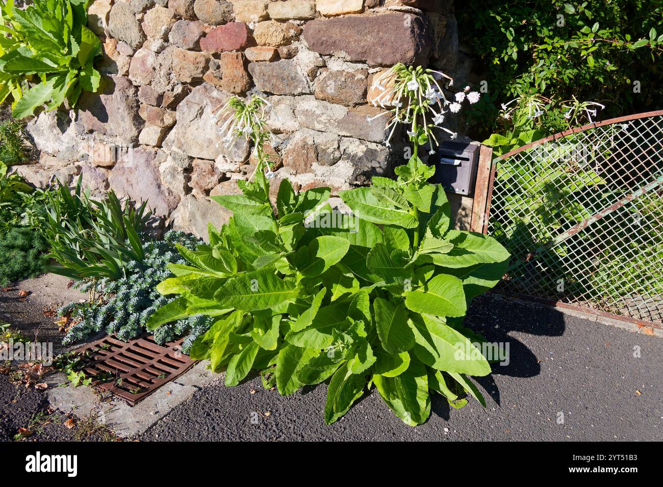 Montaigut-le-Blanc, Francia. 20 ottobre 2024. Festa del forno del pane il 20 ottobre 2024 a Montaigut-le-Blanc, Francia. Crediti: Gerard Crossay/Alamy Stock Foto Stock