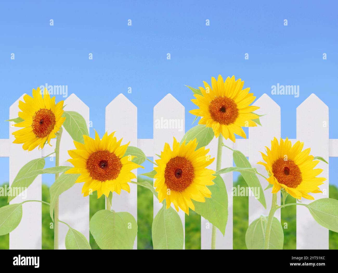 Recinzione bianca e girasoli Foto Stock