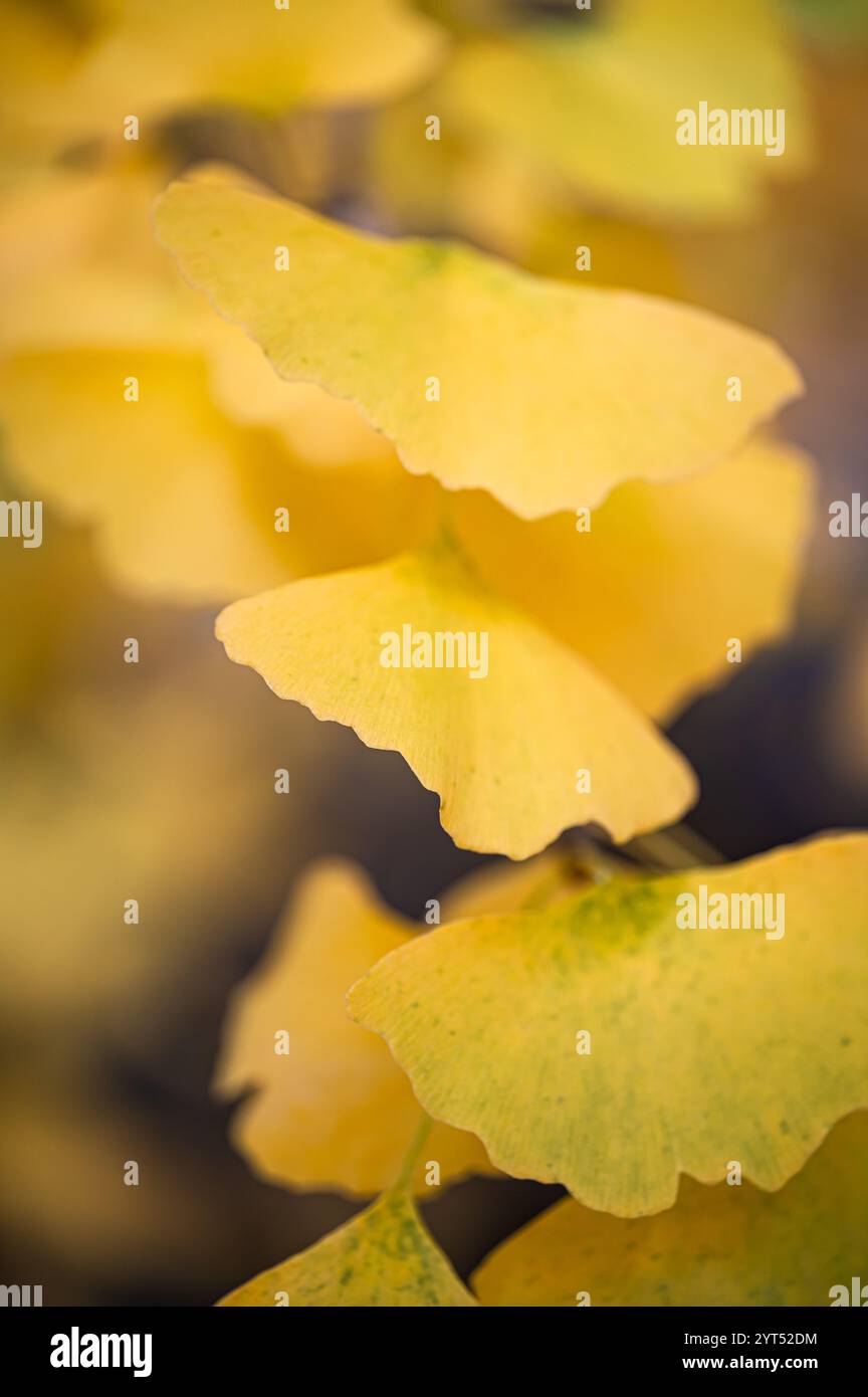 Primo piano di foglie gialle brillanti sull'albero di ginkgo biloba il giorno d'autunno. Foto Stock