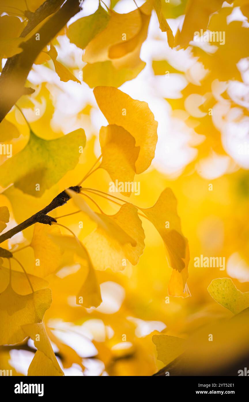 Primo piano di foglie gialle brillanti sull'albero di ginkgo biloba il giorno d'autunno. Foto Stock