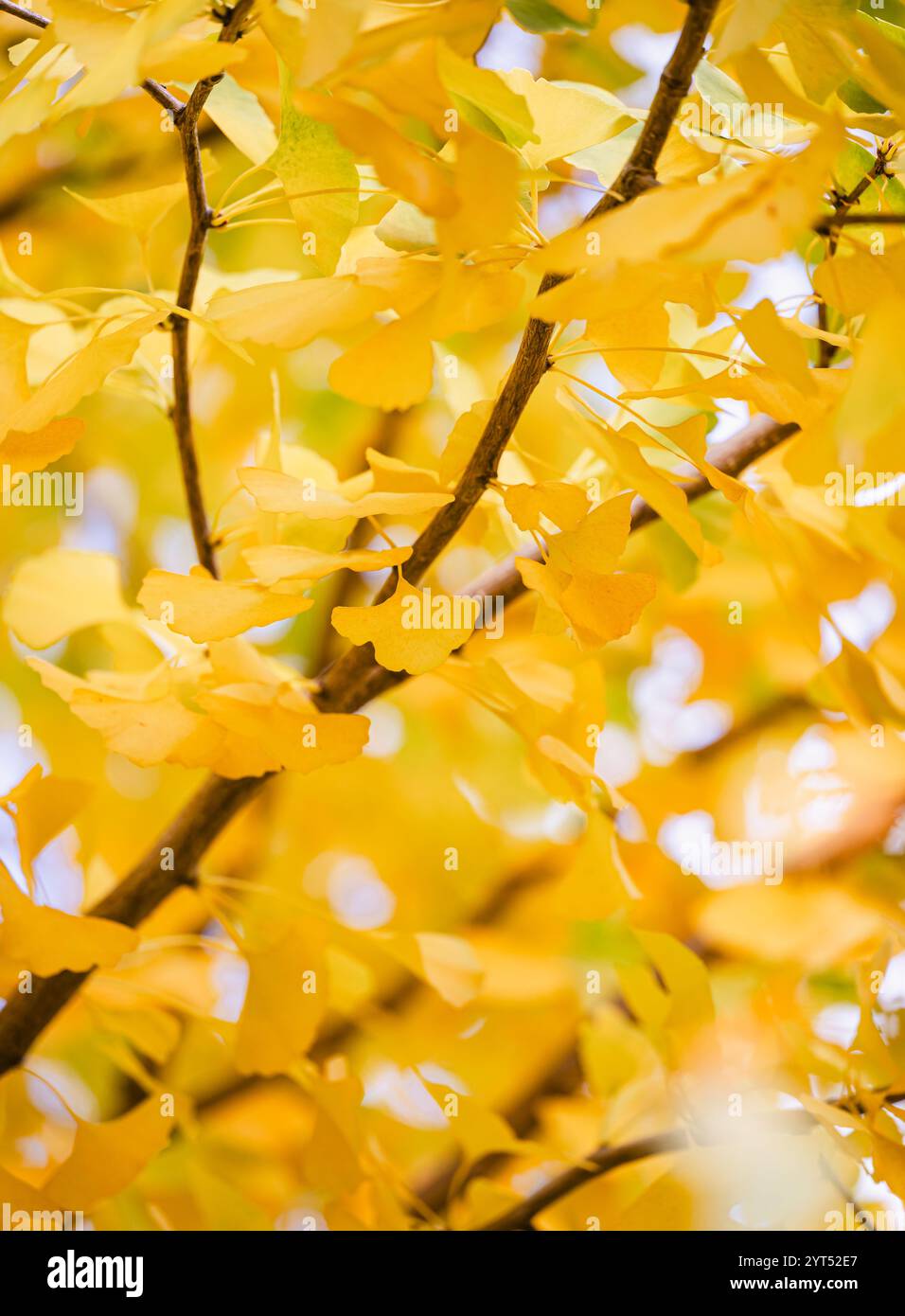 Rami di foglie gialle brillanti sull'albero di ginkgo biloba il giorno d'autunno. Foto Stock
