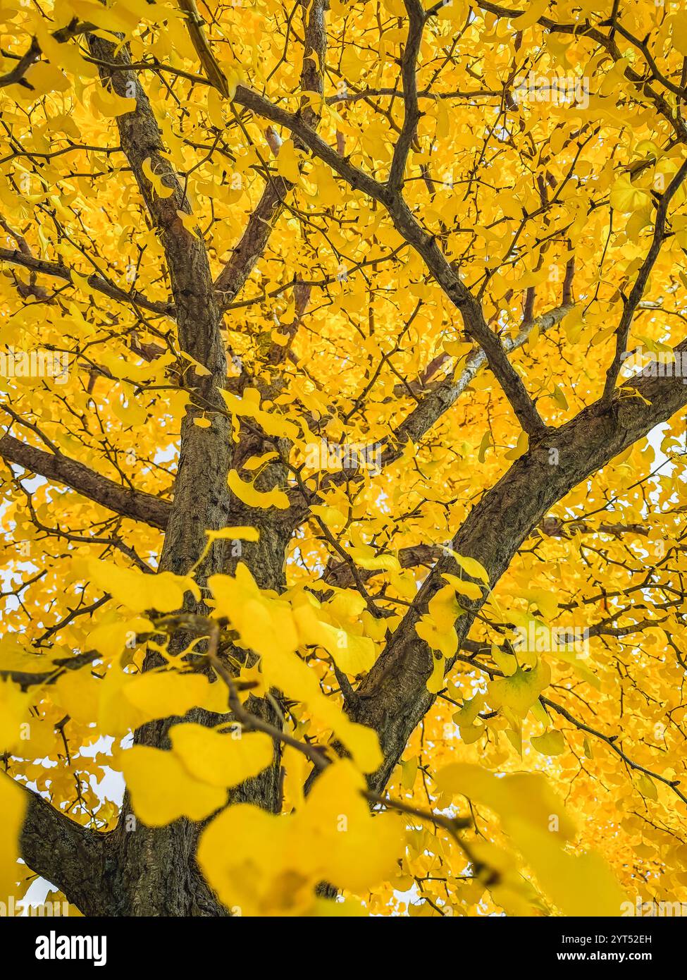 Guardando rami di foglie gialle sull'albero di ginkgo biloba in autunno. Foto Stock