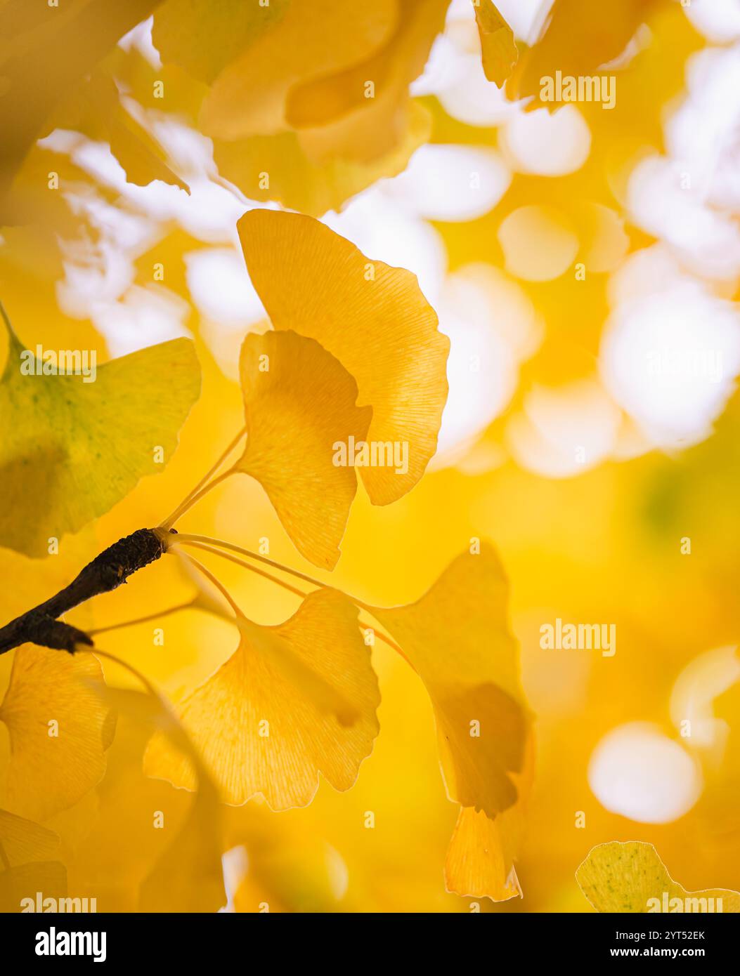 Primo piano di foglie gialle brillanti sull'albero di ginkgo biloba il giorno d'autunno. Foto Stock