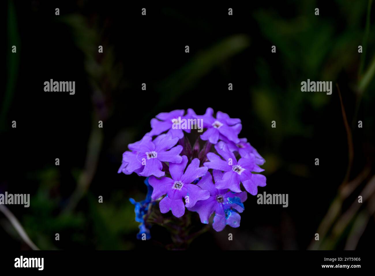 Garden Verbena, Purple Perfection Foto Stock