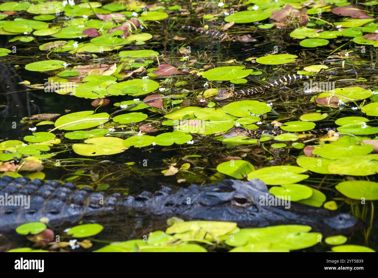 Everglades National Park, Florida, Stati Uniti Foto Stock