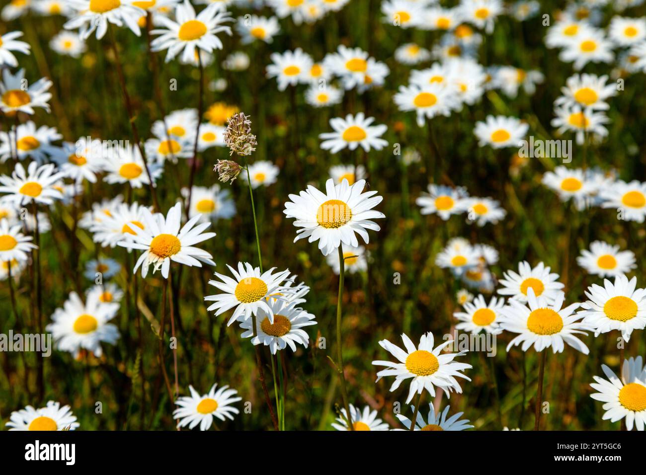 Margherite Oxeye in un prato vicino a Wendover, Buckinghamshire, Inghilterra Foto Stock