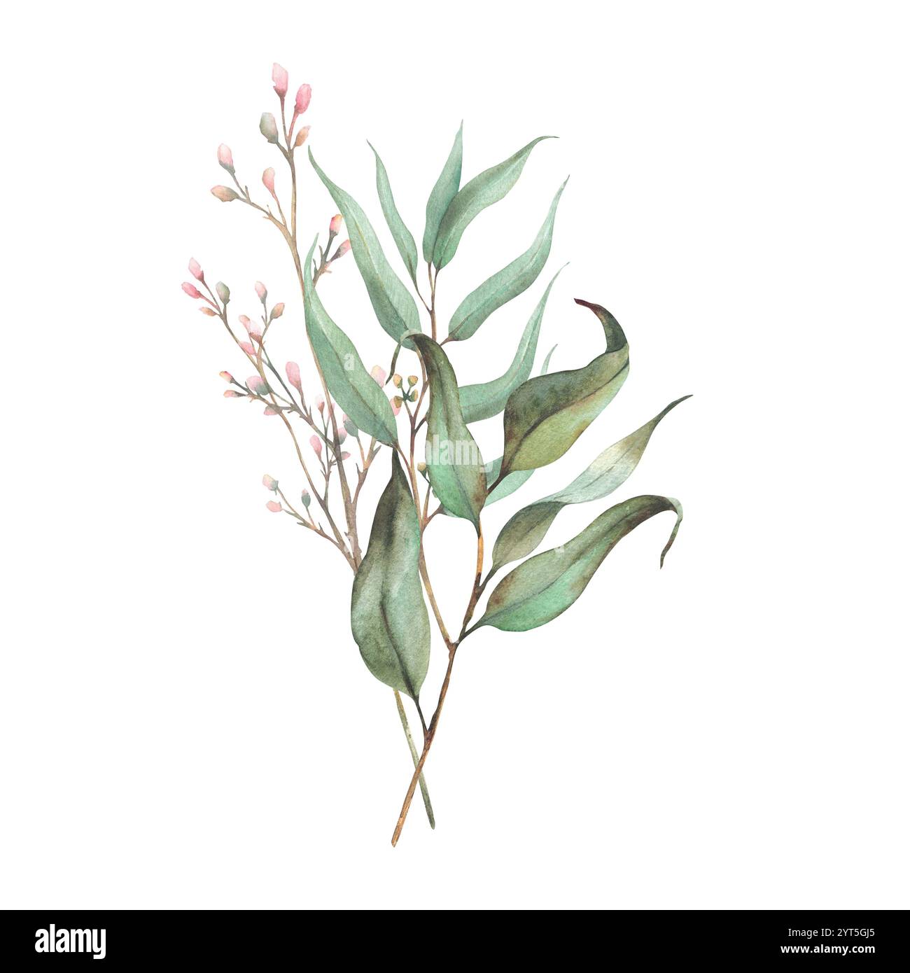 Pianta seminata di eucalipto, ramo di alloro e ramoscello con boccioli di rosa rosa o piccoli fiori. Disposizione acquerello botanico, illustrazione disegnata a mano per Foto Stock