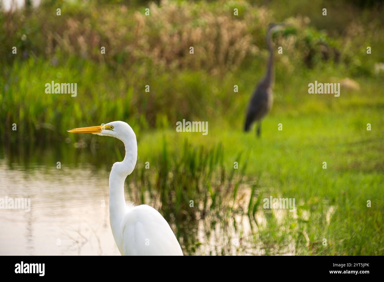 Un uccello della gru bianca nel Parco Nazionale delle Everglades, Florida, Stati Uniti Foto Stock