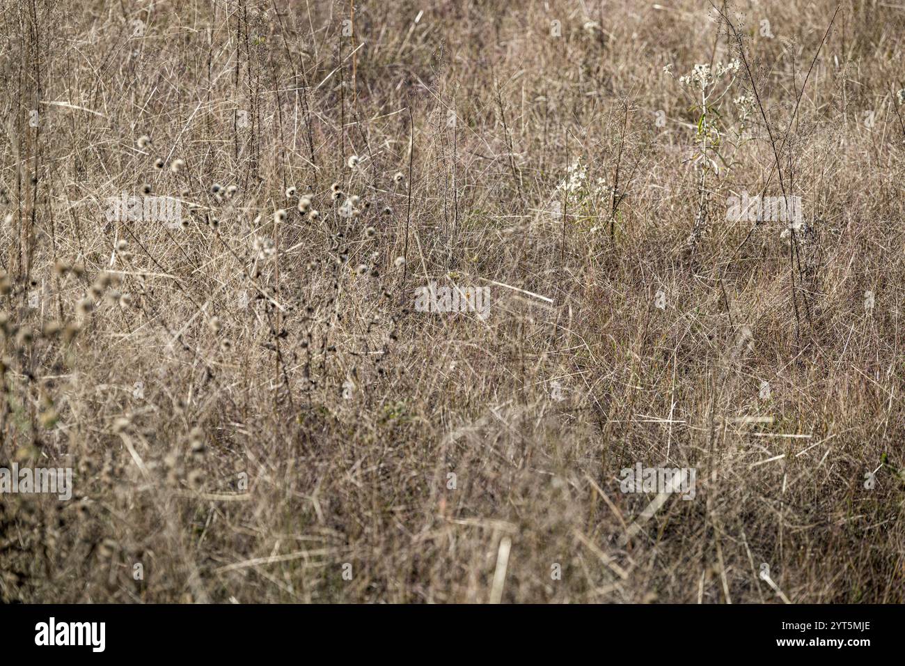 Dettagli sui prati autunnali. Foto Stock