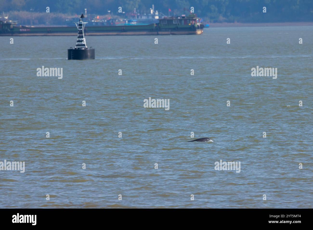 Yangtze Finless Porpoise (Neophocaena asiaeorientalis asiaeorientalis), una sottospecie della Porpoise Finless, endemica della Cina Foto Stock