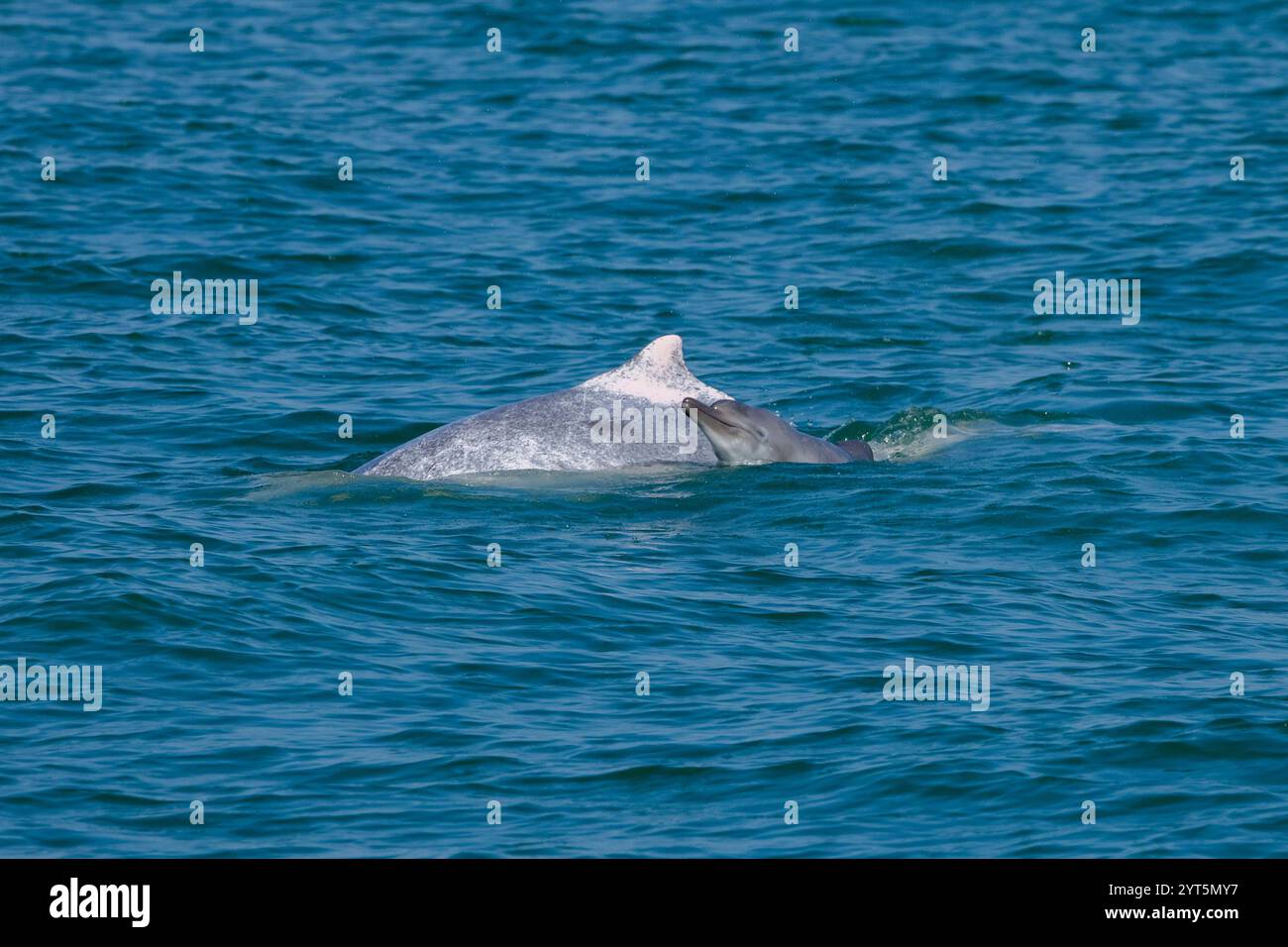 Indo-pacifico Humpback Dolphin / Cinese Delfino Bianco / Rosa Dolphin (Sousa chinensis) nelle acque di Hong Kong, di fronte a numerose minacce Foto Stock