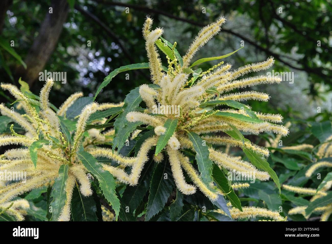 Castanea sativa nel giardinaggio. L'albero sta fiorendo. Giardino del cottage. Sfondo floreale naturale. Giornata di sole. Foto Stock