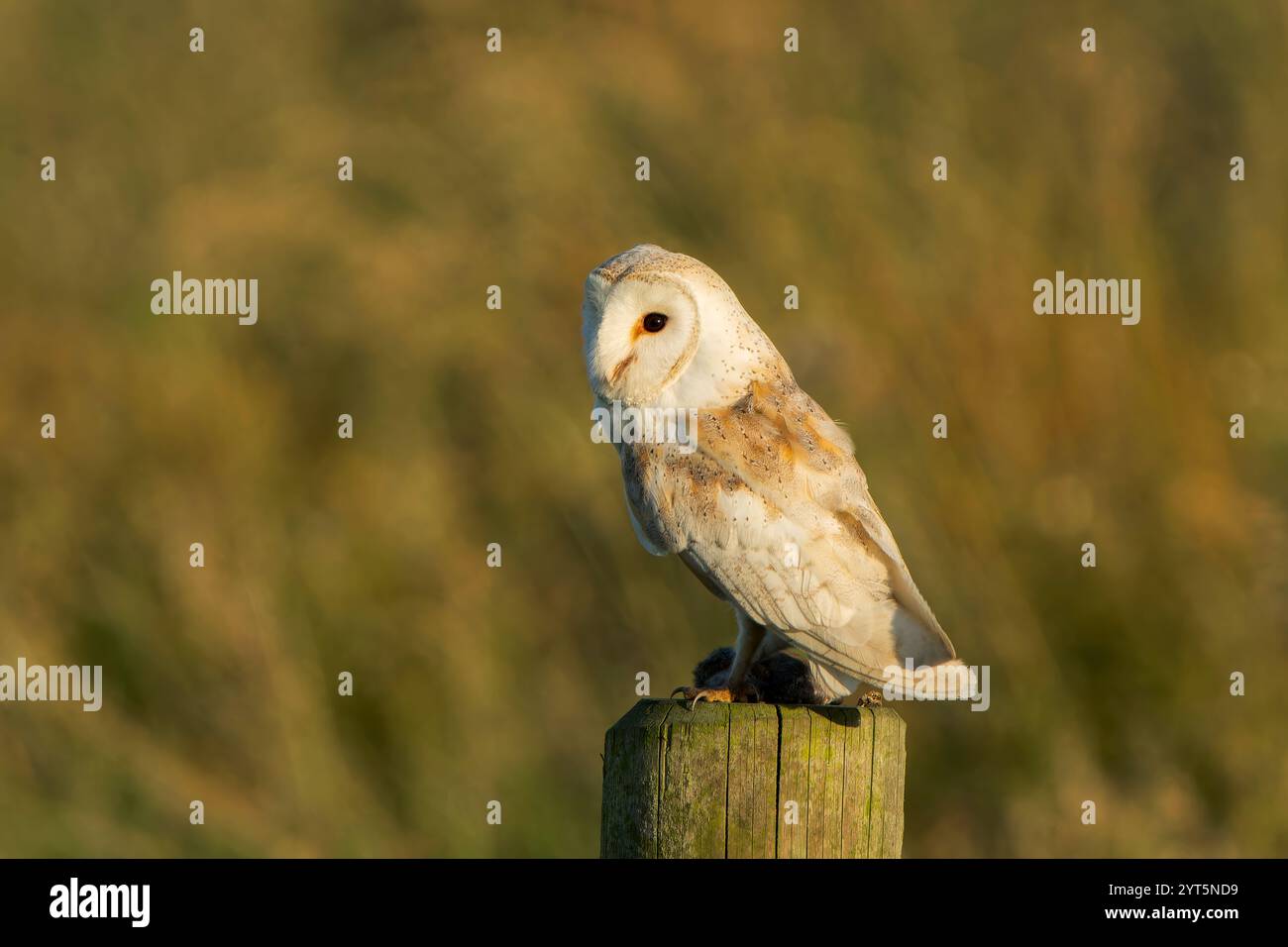 Gufo del fienile occidentale, Tyto alba, adulto singolo arroccato sulla posta, Ludham, Norfolk, Inghilterra, Regno Unito Foto Stock