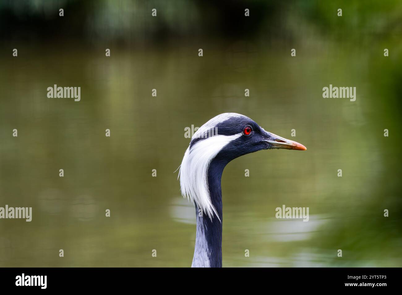 La gru Demoiselle (Grus virus) con fondo di acqua verde Foto Stock