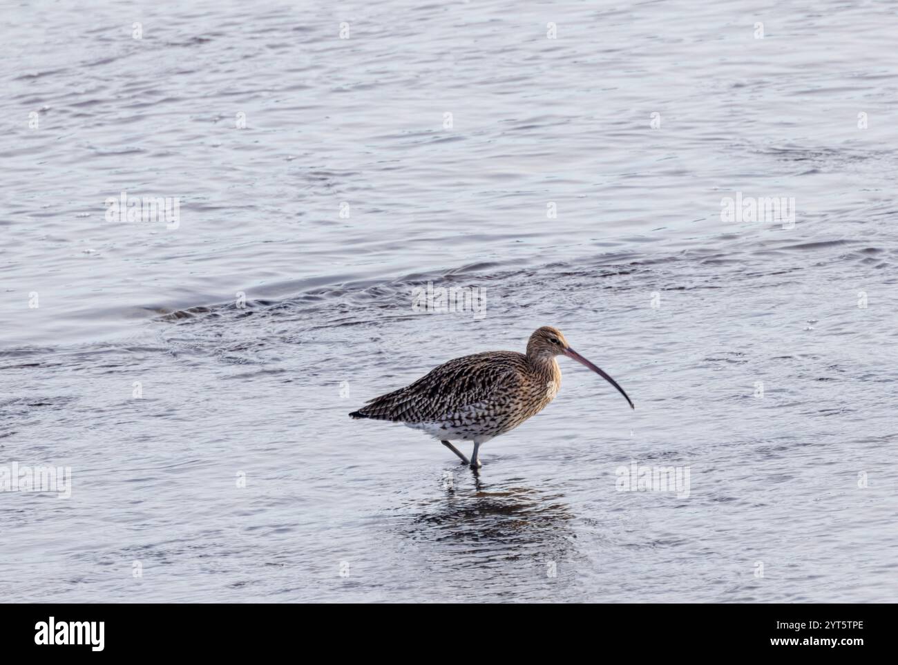 Il Curlew è il più grande degli uccelli da guado del Regno Unito e con il suo lungo becco di sonda curvo ha un aspetto distintivo. Foto Stock