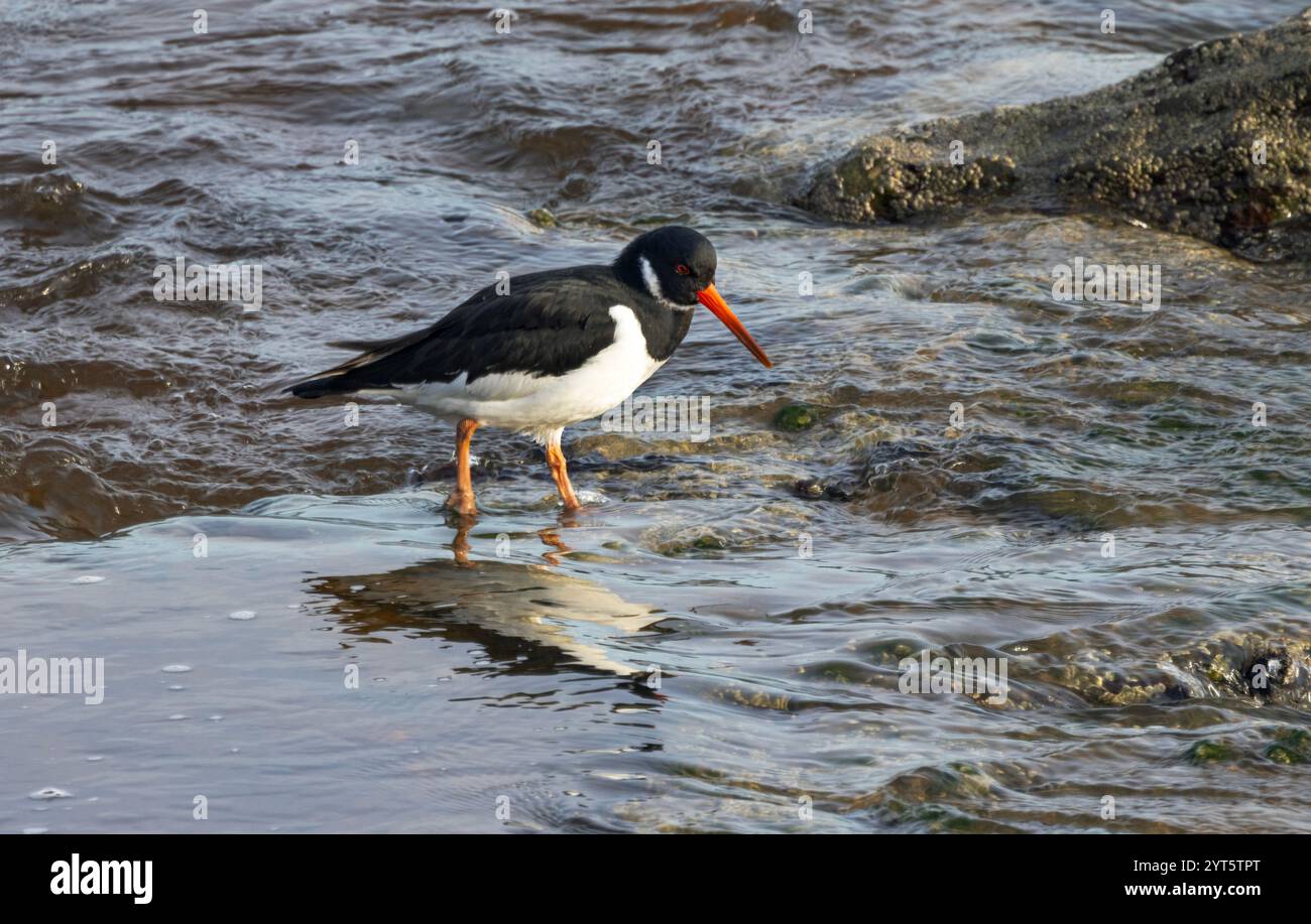L'audace motivo a pied del set Oystercatcher con le gambe e il conto rosso vivaci li rendono facili da individuare sulla costa. Foto Stock