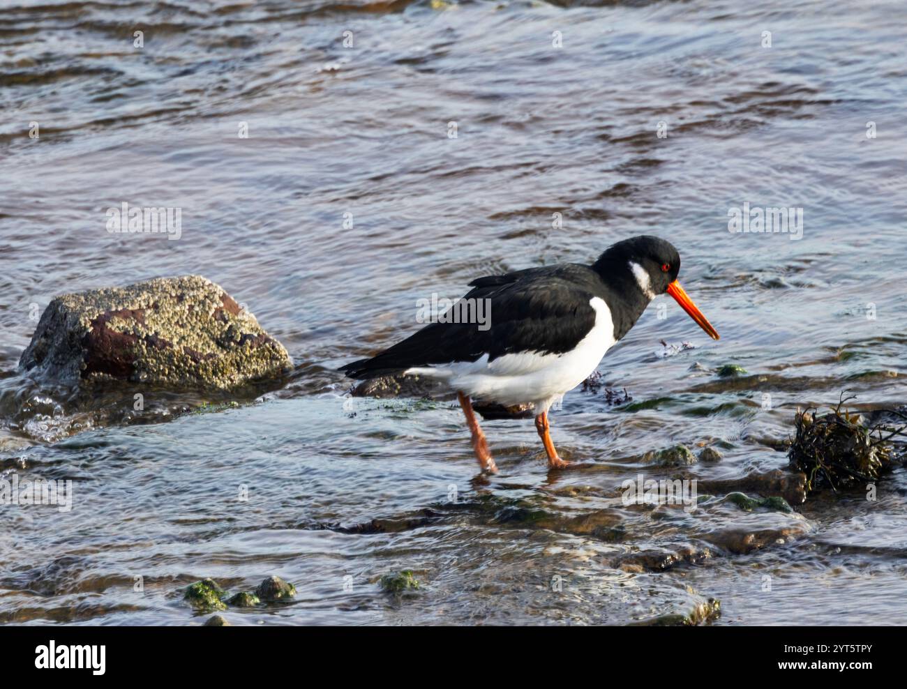 L'audace motivo a pied del set Oystercatcher con le gambe e il conto rosso vivaci li rendono facili da individuare sulla costa. Foto Stock
