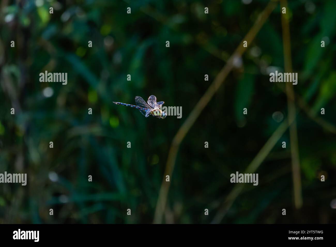 Dragonfly con strisce gialle Foto Stock