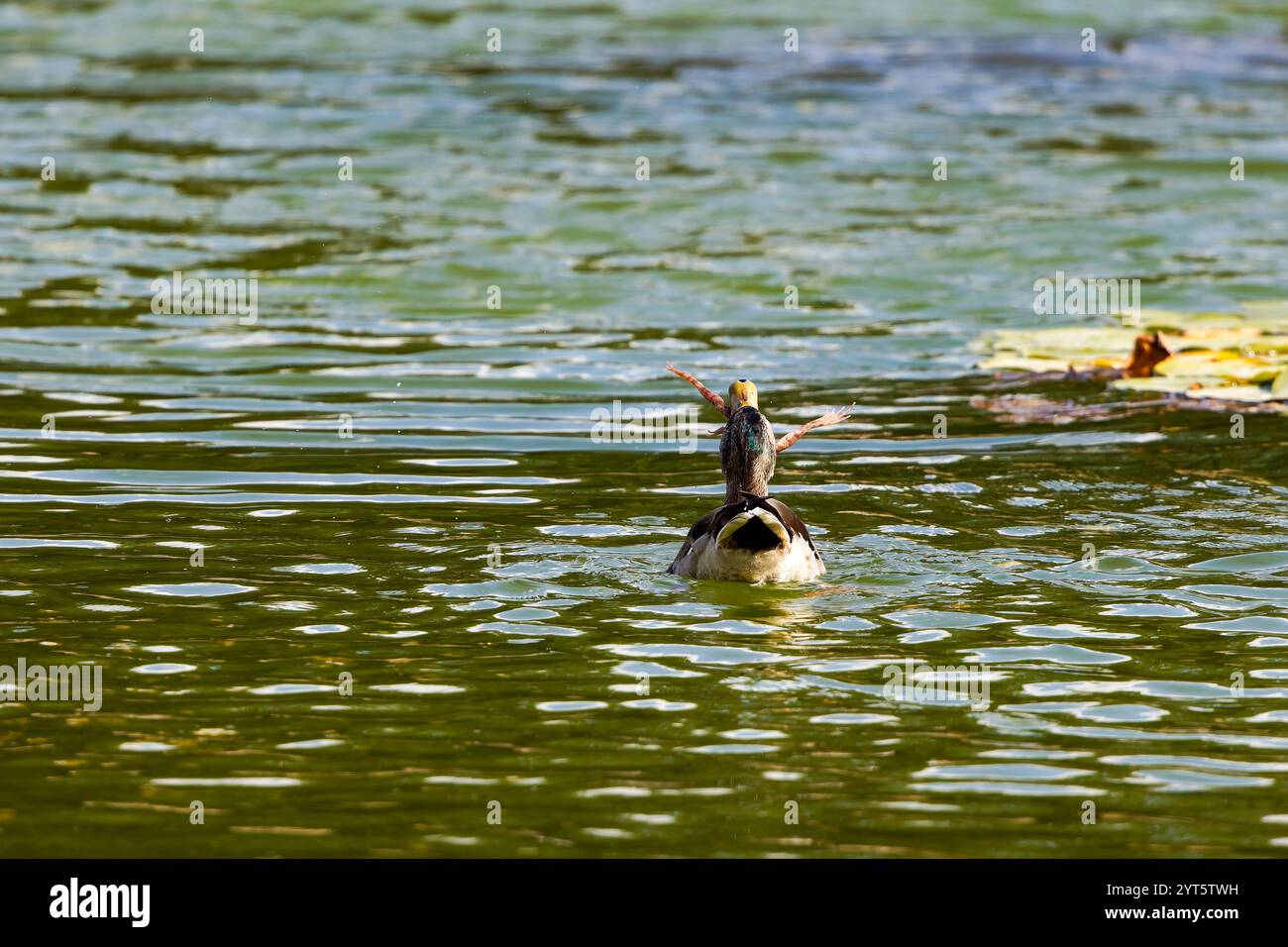 Anatra in uno stagno che sta mangiando una rana Foto Stock