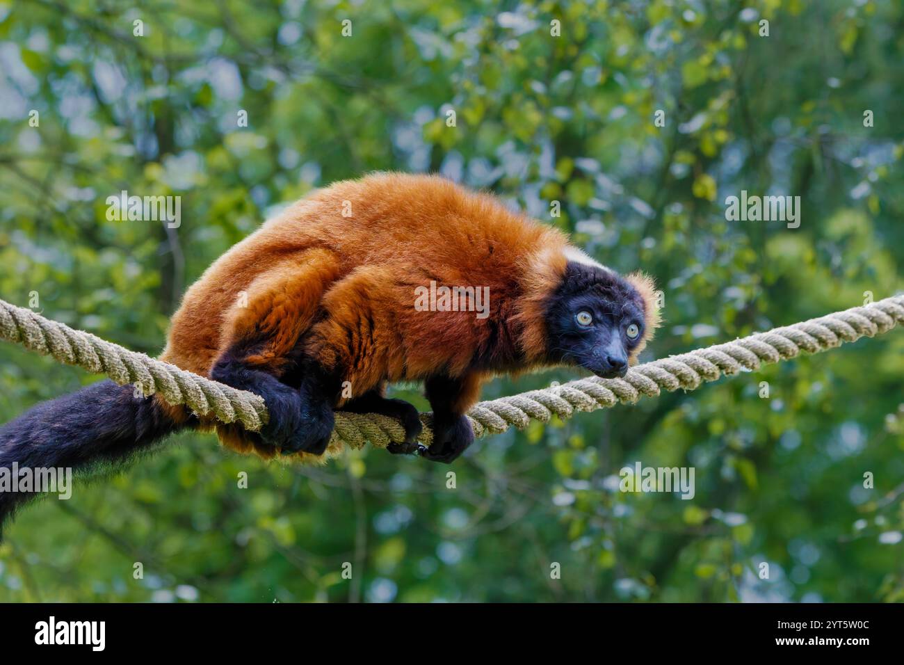 Il lembo rosso ruffato (Varecia rubra) Foto Stock