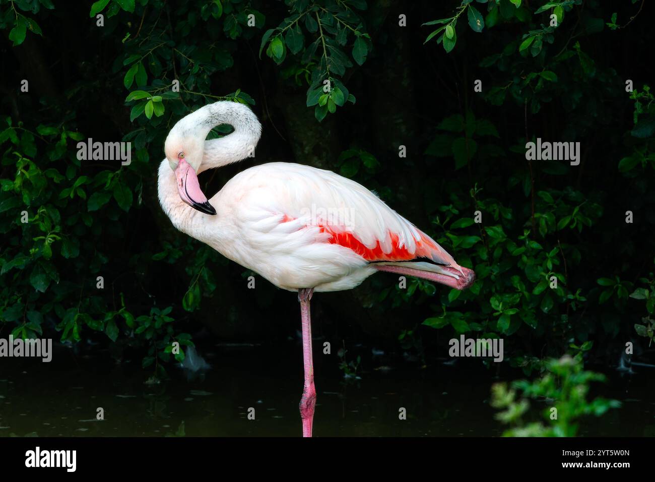 Flamingo (famiglia Phoenicopteridae) in piedi bellissimo Foto Stock
