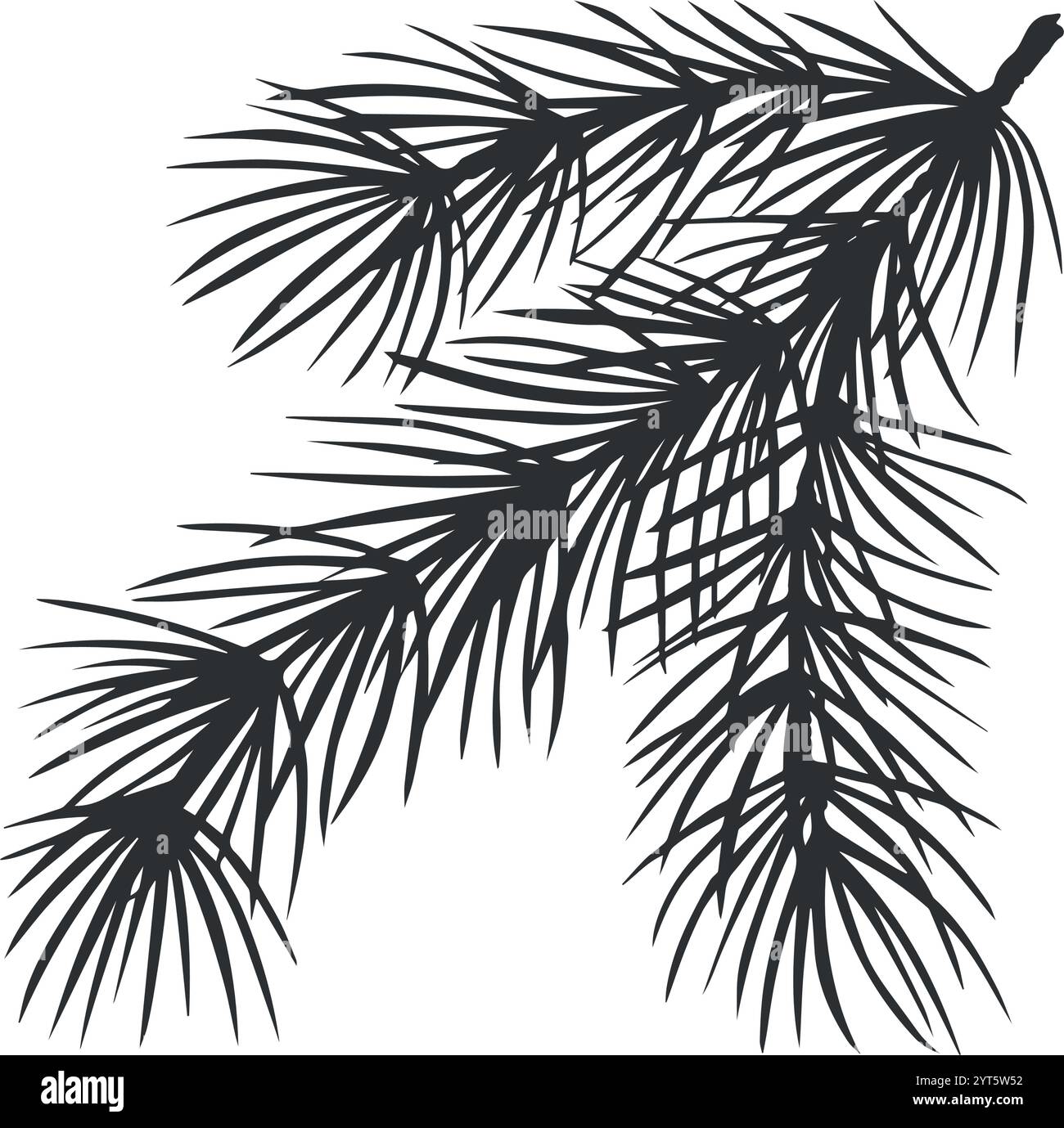 Ramo di pino. Pianta tradizionale natalizia. Ramoscello di abete con aghi. Illustrazione grafica vettoriale. Sfondo delle vacanze invernali per interni di casa Illustrazione Vettoriale