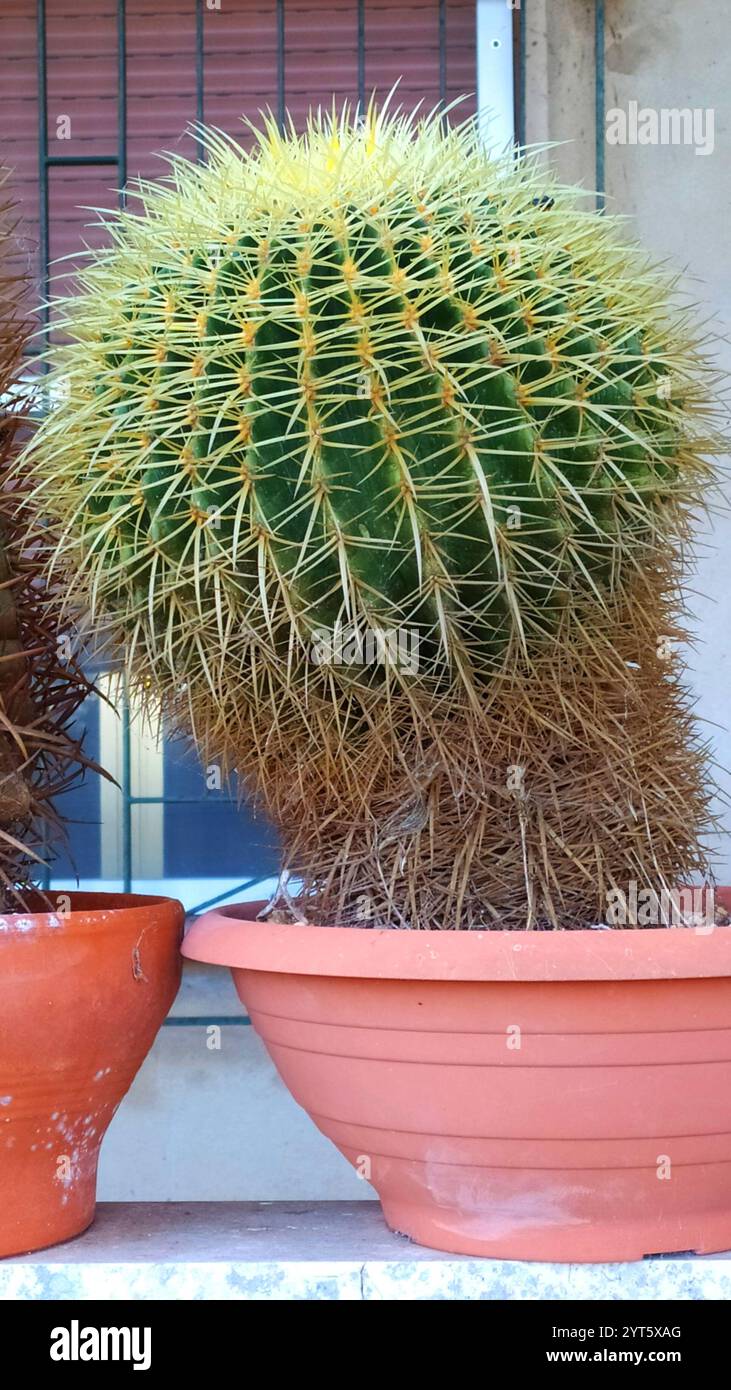 Echinocactus Grusonii: Cuscino della suocera - la bellezza spinosa in primo piano. Cactus in a Pot: Echinocactus Grusonii, Desert Elegance for Gardens e in Foto Stock