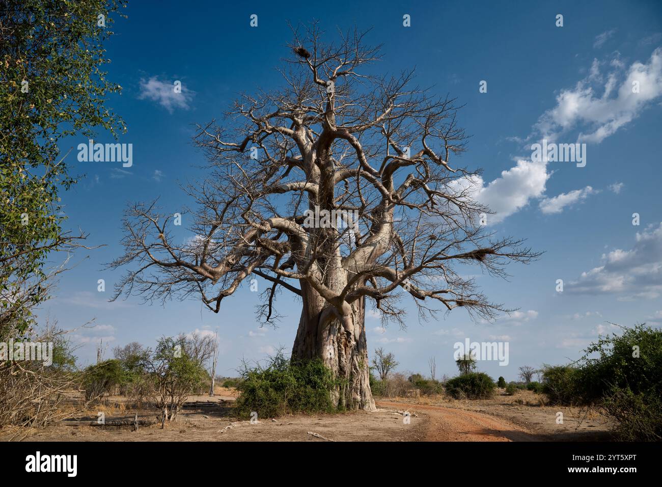 Baobab africano, Adansonia digitata, South Luangwa National Park, Mfuwe, Zambia, Africa Foto Stock
