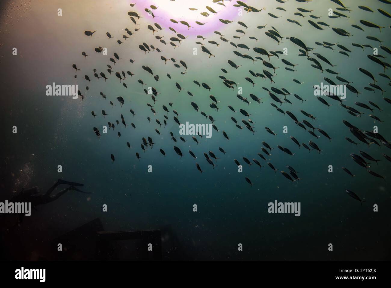 Il sommergibile naviga attraverso le profondità torbide sotto una grande scuola di pesci, catturando l'incantevole bellezza della vita marina in un'ipnotica s sottomarina Foto Stock