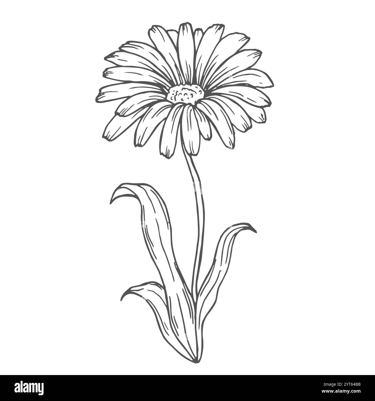 Disegno vettoriale Calendula. Fiori medici isolati e foglie. Illustrazione a base di erbe. Schizzo botanico dettagliato per tè, cosmetici organici, Illustrazione Vettoriale