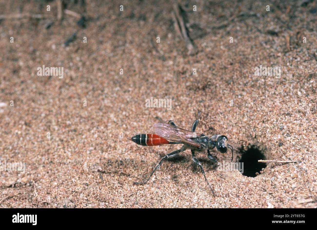 Scavare un profondo buco nella sabbia per introdurre una preda inseguita all'interno e successivamente deporre le uova sulla carcassa Foto Stock