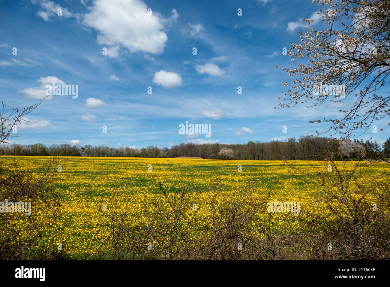 Giacimenti di semi oleosi in fiore giallo a Eifel, Germania Foto Stock