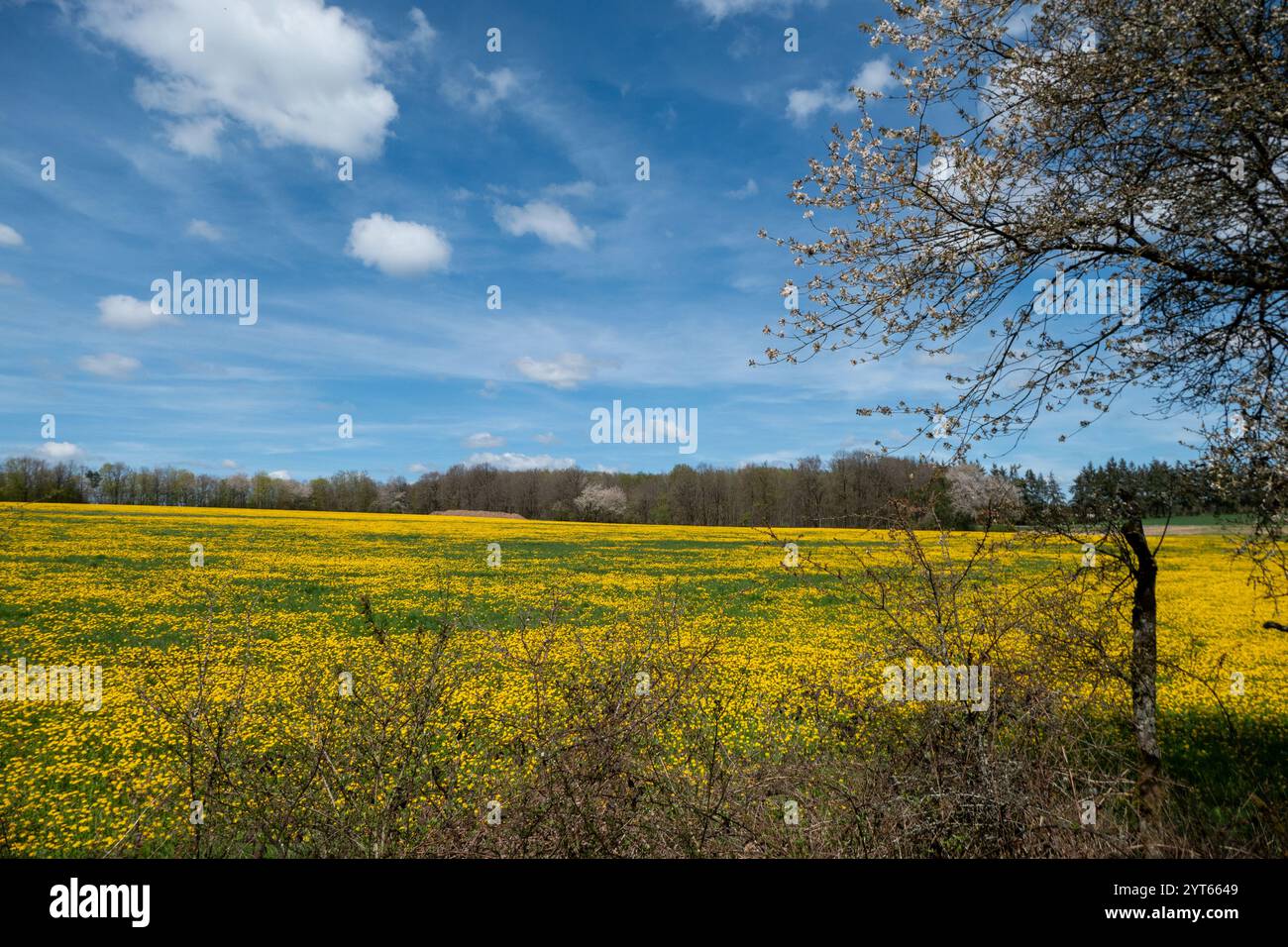 Giacimenti di semi oleosi in fiore giallo a Eifel, Germania Foto Stock