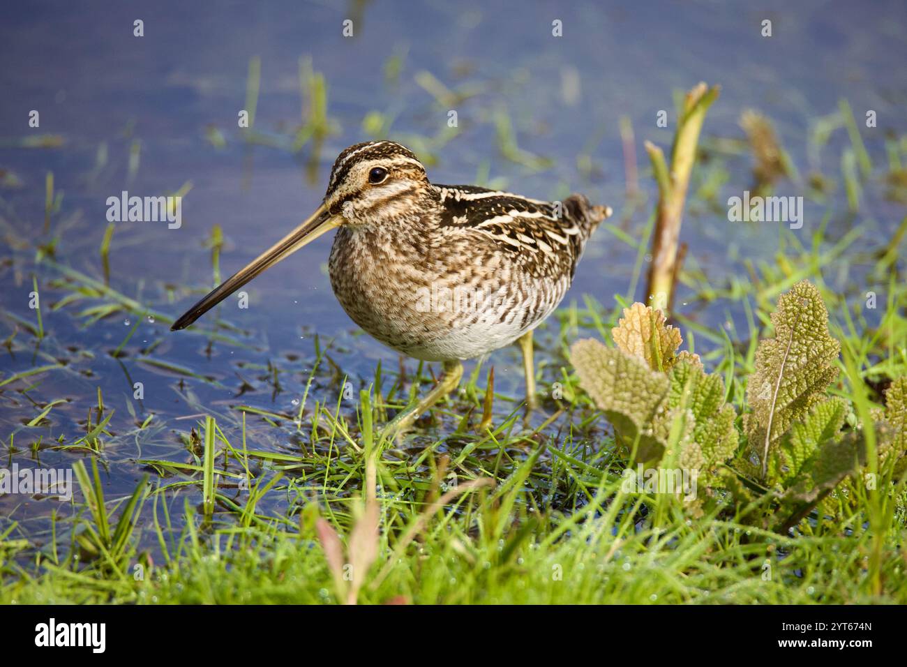 Wilson's Snipe (Gallinago delicata), che si va a raccogliere nelle zone umide, nell'erba e nell'acqua. Foto Stock