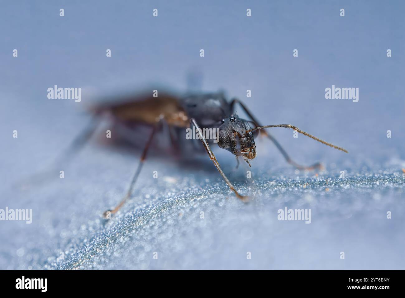 Macro fotografia di Ant, Mahe, Seychelles, falegname alato maschile adulto Foto Stock
