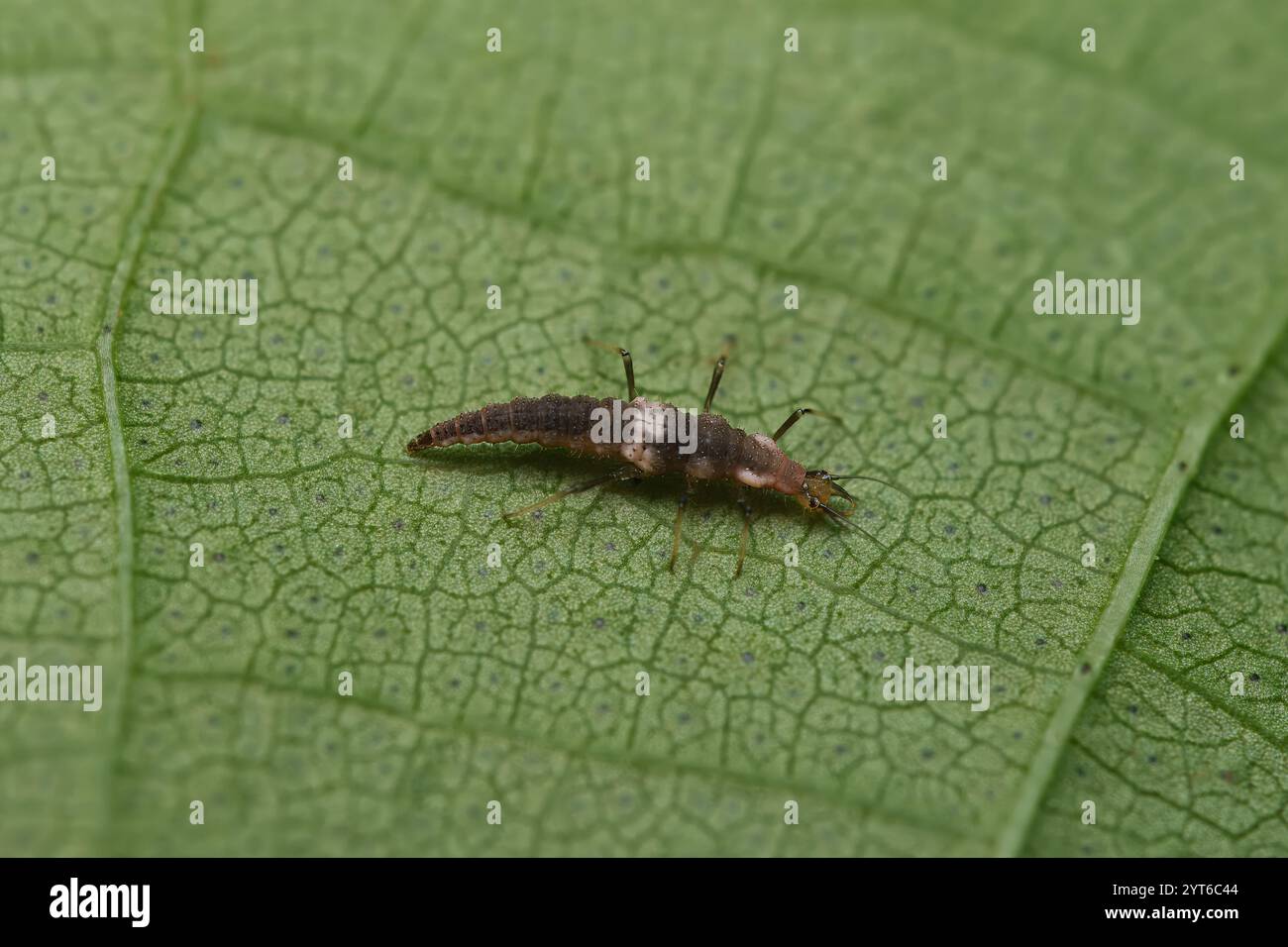 Macrofotografia di Brown Lacewing Larva su foglia di cotone, Mahe, Seychelles Foto Stock